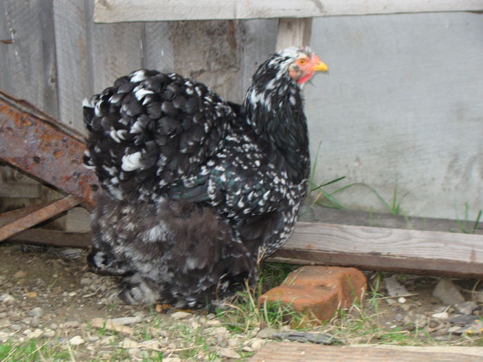 DSC06810 - 2015 Tineret
