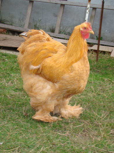 DSC06813 - 2015 Tineret