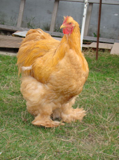 DSC06815 - 2015 Tineret