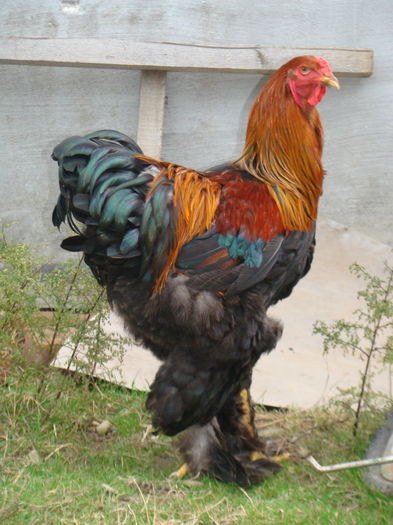 DSC06822 - 2015 Tineret