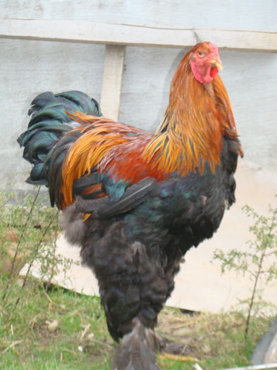 DSC06823 - 2015 Tineret