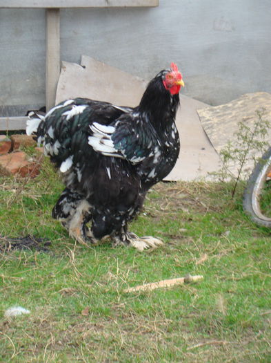 DSC06826 - 2015 Tineret
