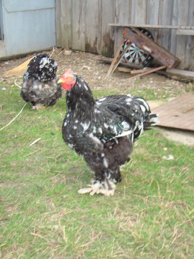 DSC06831 - 2015 Tineret