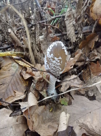 PA180280 - Coprinus micaceus