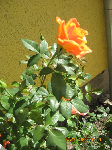 Picture 4518