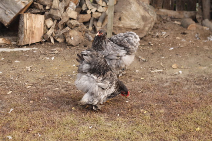 _MG_8560 - Cochinchina albastru pentru 2016