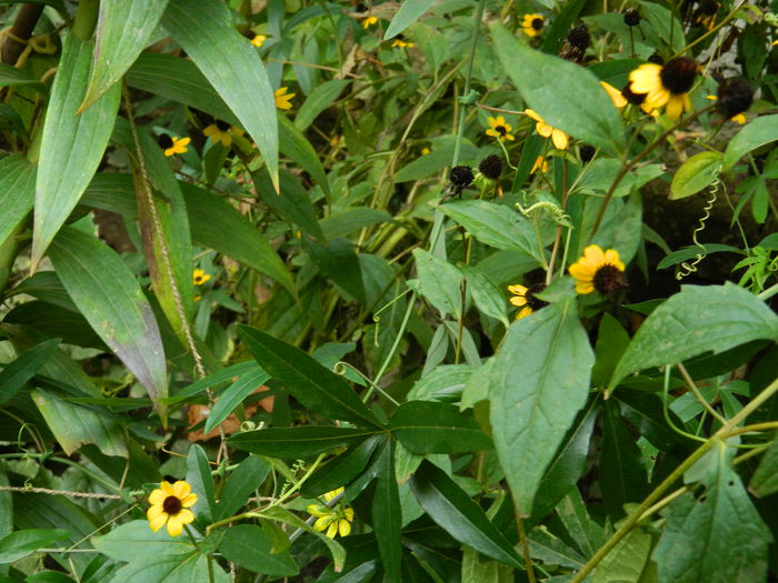 DSCN1752 - 2015_OCTOMBRIE_3