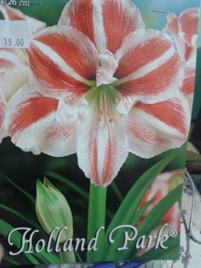 20151020_202213; Amaryllis striped_din magazin
