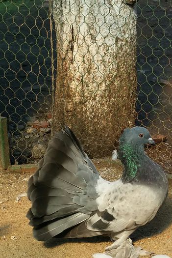 fem.2015 Dnu.Stefan.Com.Pauca.jud.Sibiu