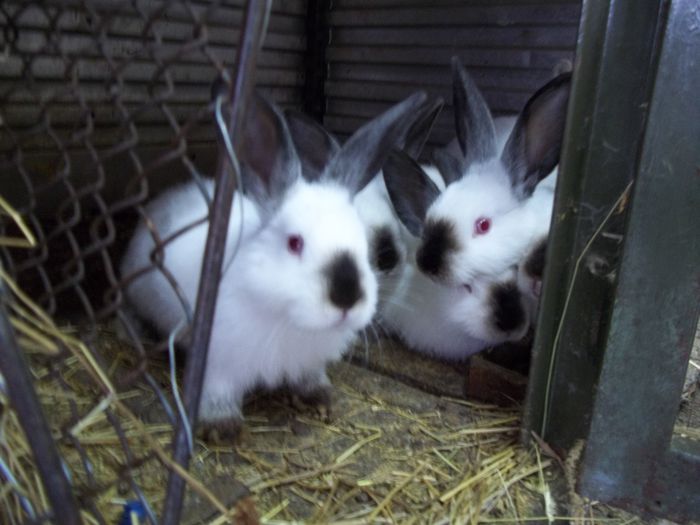 TINERET-2015- - A-IEPURI TINERET CALIFORNIAN