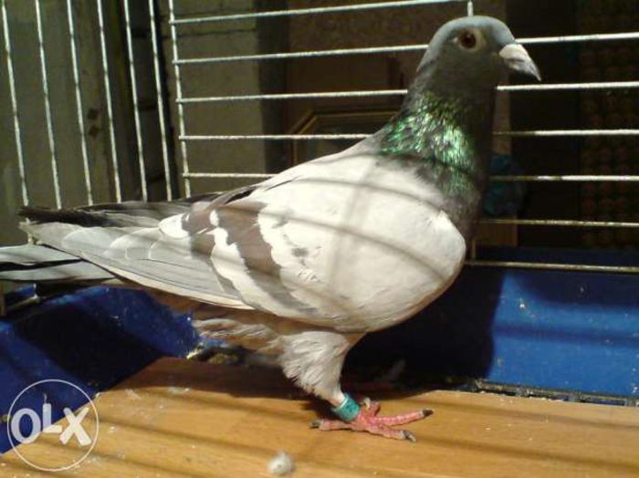 288065289_1_644x461_golebie-pocztowe-lotniki-super-samica-katowice