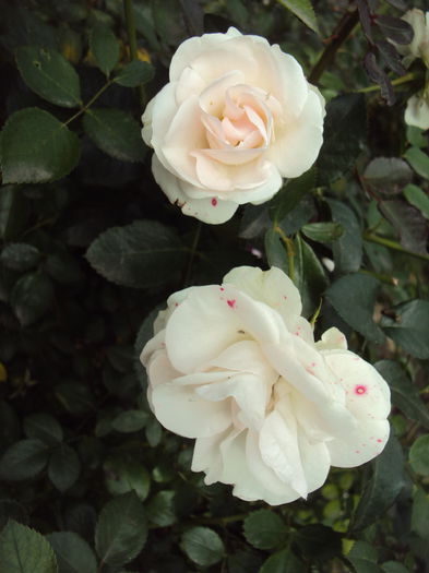 DSC07979 - Aspirin Rose