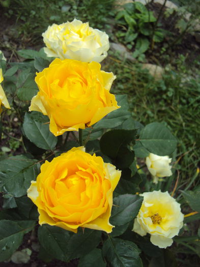 DSC07955