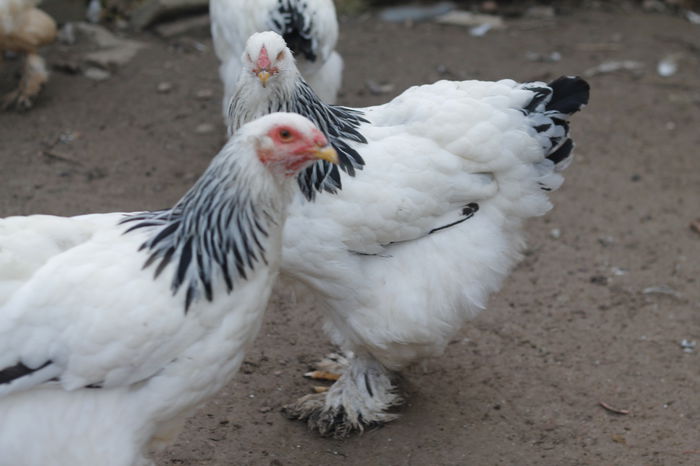 _MG_8594 - Brahma herminat deschis pentru 2016