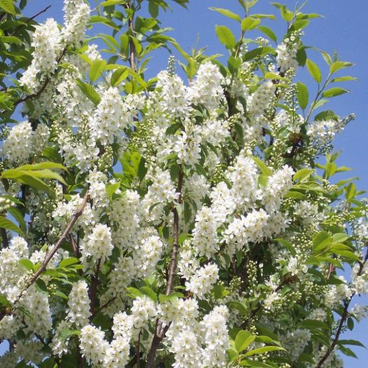 malin(prunus padus); tibi andrei
