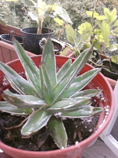 016-multumesc Tudor75 - agave