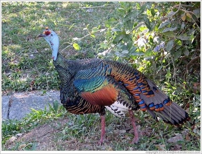 turkey-large