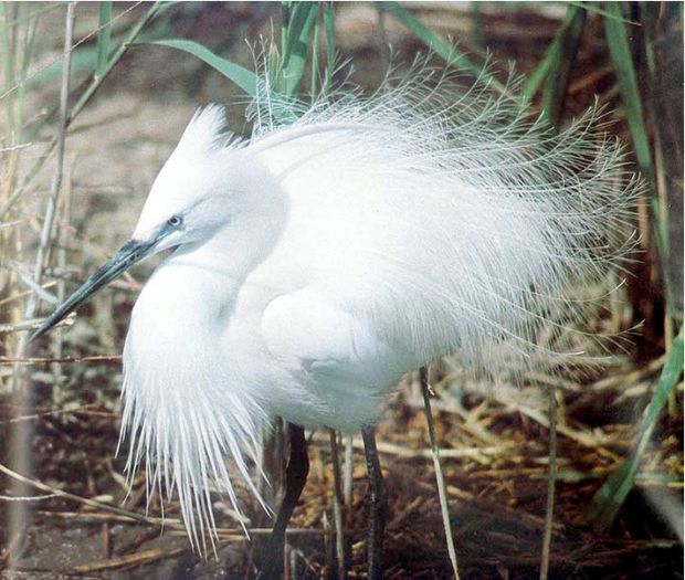 egreta