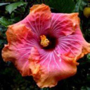 Alemania Rainbow - HIBISCUS ROUMANIAN IMPERIAL BLOSSOM