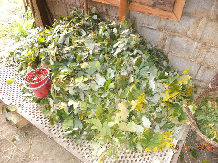 16 octombrie frunze  si scoruse la Alpine