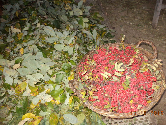 Bunatati la Alpine-2