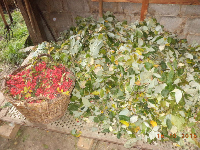 Bunatatile Alpinelor-5