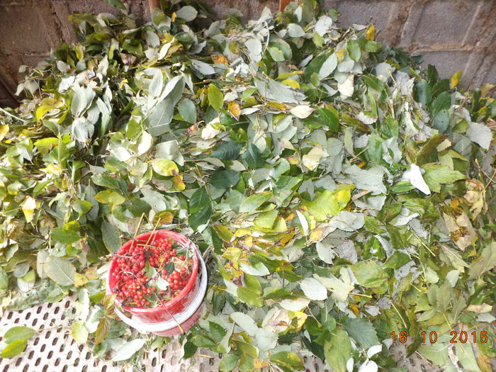 Inca mai sant frunze la capre