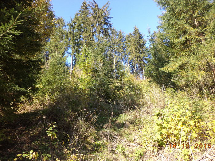 Locuri de pasunat-bune