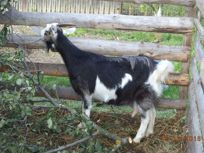 Mama la iedutele metisi