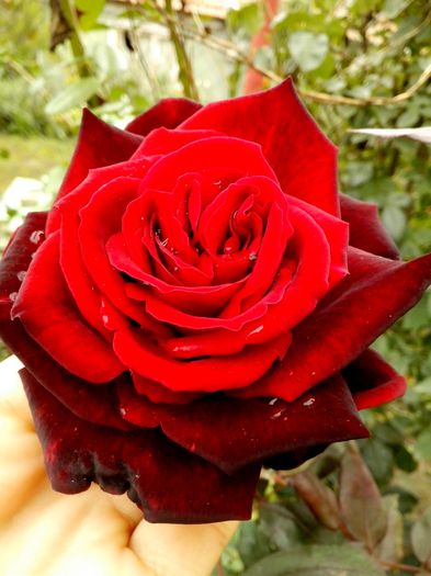 IMG_20151022_130640 - 0 TRANDAFIRI 2015