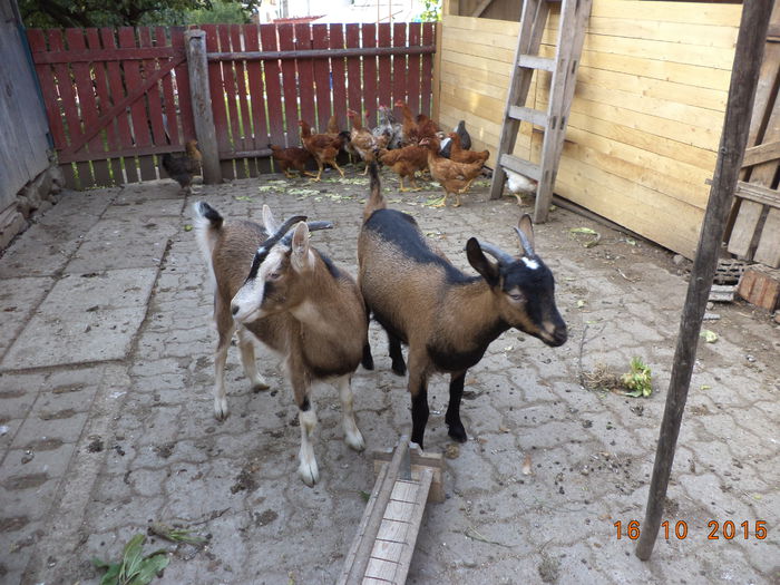 Metisii de la Carpatina au crescut