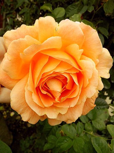 IMG_20151022_130447 - 0 TRANDAFIRI 2015