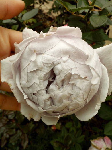 IMG_20151022_123225 - 0 TRANDAFIRI 2015