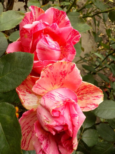 IMG_20151022_123817 - 0 TRANDAFIRI 2015