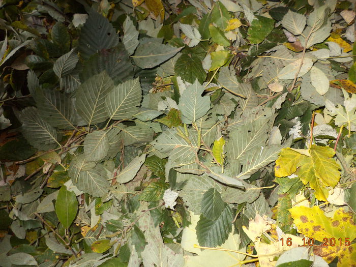 Salcie capreasca si arin la Alpine