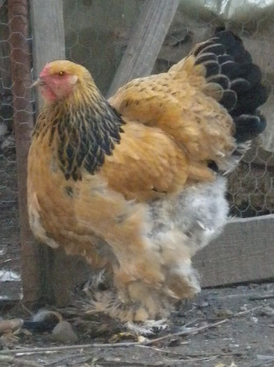 puica 1