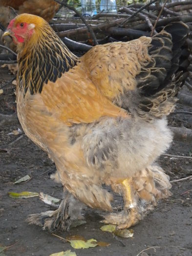 puica 2
