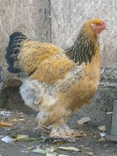 puica 3