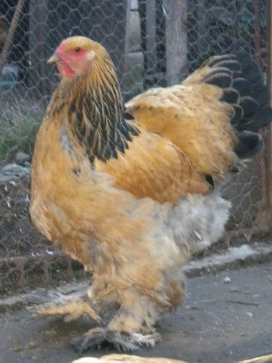 puica 6