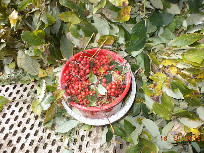 Bombonele la Alpine-77