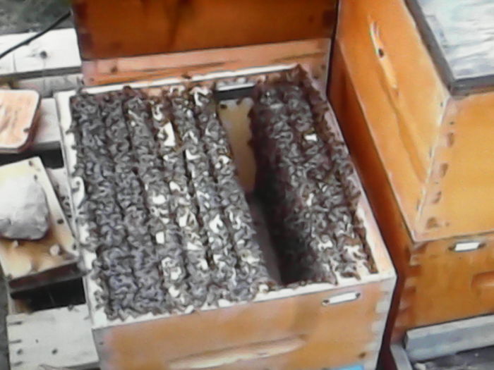 IMG_20151022_150822 - ALBINE