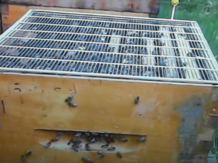 IMG_20151022_151603 - ALBINE