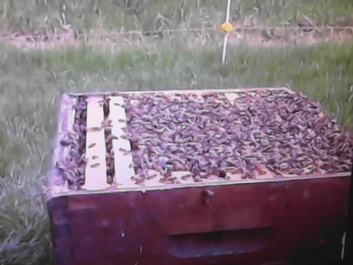 IMG_20151022_151625 - ALBINE