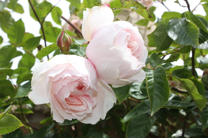 Rose The Generous Gardener - BUTASI DE TRANDAFIRI IN SCOALA-2015