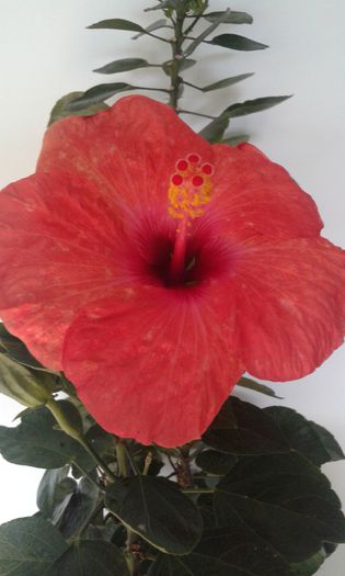 20151021_102438 - Hibiscus Adonicus Salmon