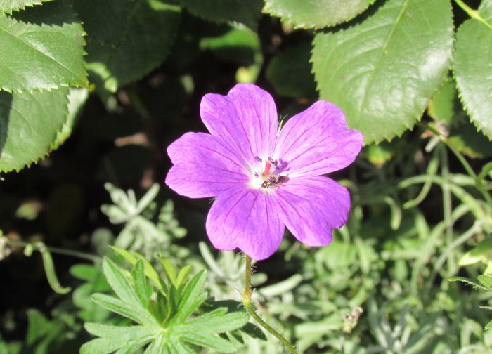 20 oct - 2015 plantele mele - III