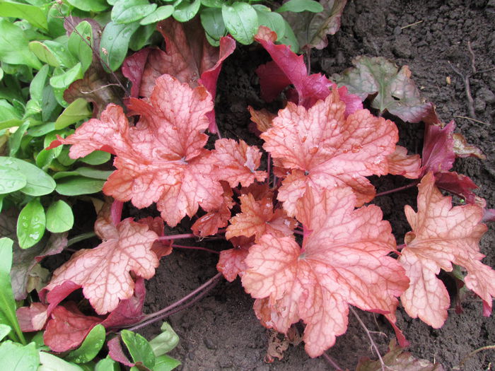 21 octombrie - 2015 plantele mele - III
