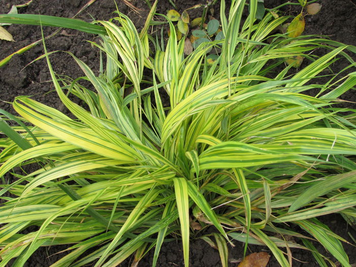 21 octombrie - 2015 plantele mele - III
