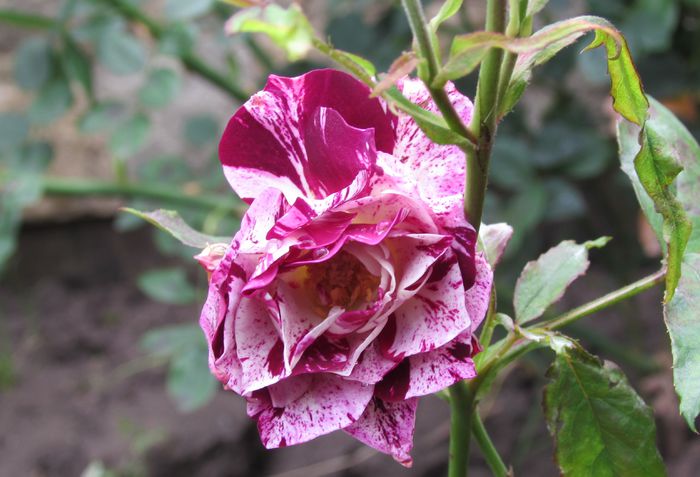 Purple Tiger