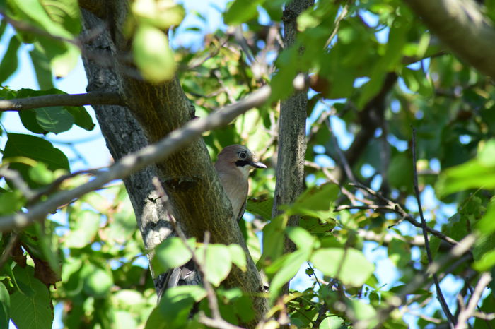 DSC_0492 - DE PRIN NATURA